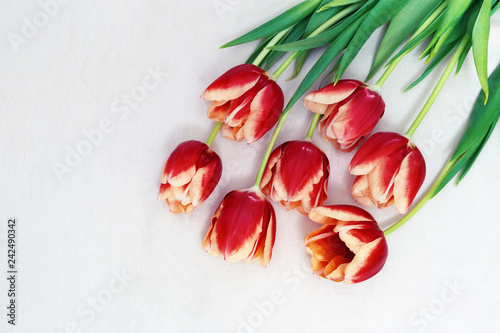 Blossom red tulip flowers on cloth   background with copy space. Greeting card with place for congratulations. Selective focus.