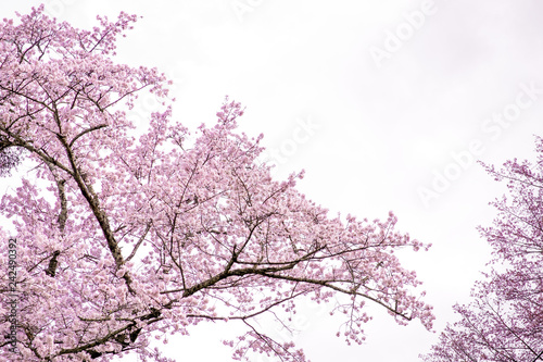sakura cherry blossoms tree  the branch turn to pink color  Sakura tree against white isolated sky in Japan.