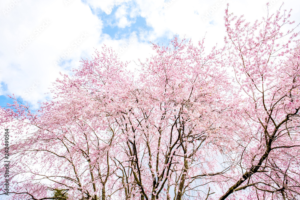 Sakura cherry blossoms branches against white isolated sky background, sunshine to sakura branches look warm to soft pink color in spring season in morning ,Japan.