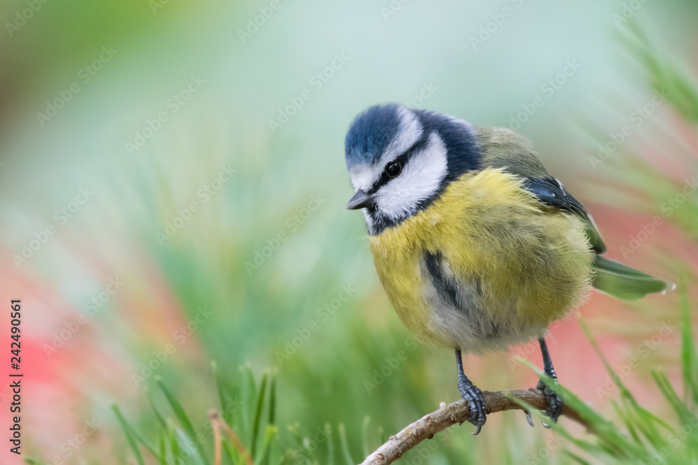 Obraz premium Blue tit pine tree