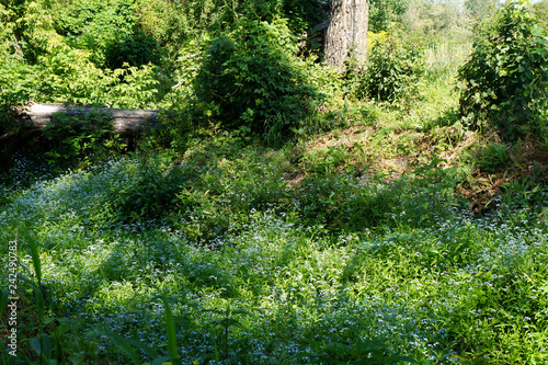 creek with forget-me-nots