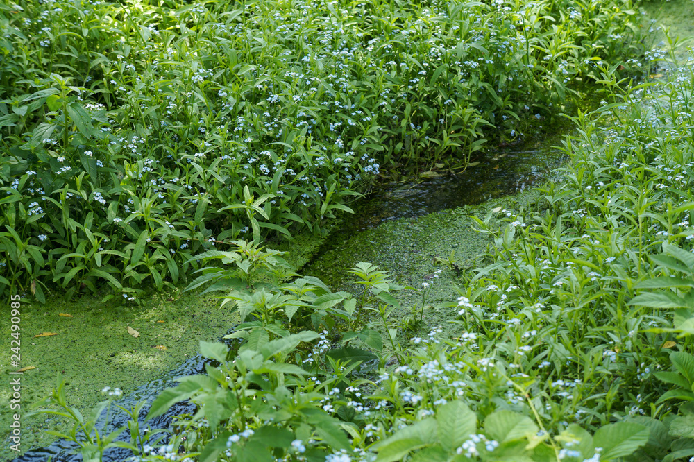 creek with forget-me-nots creek with forget-me-nots