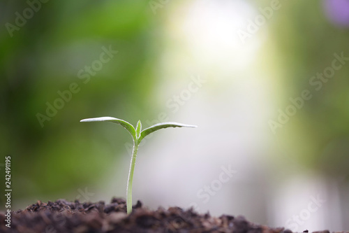 Young green plant growing