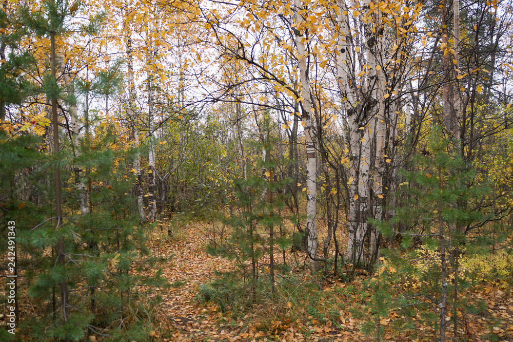 Fototapeta premium Autumn landscapes