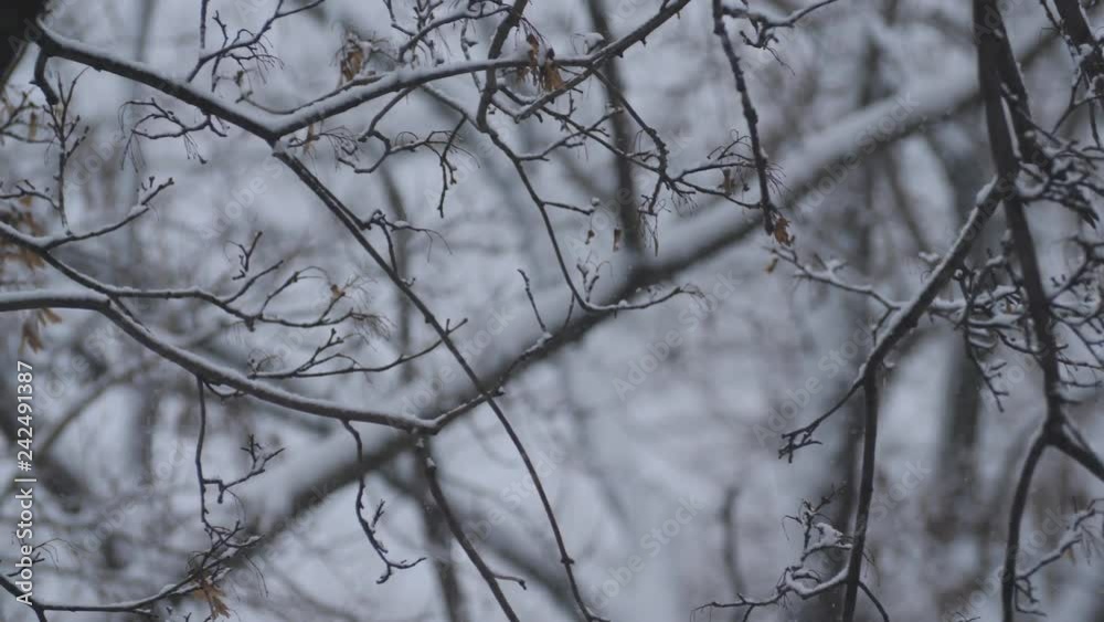 Intense snow pours from the sky the branches of the trees. Intense snow pours from the sky the branches of the trees.