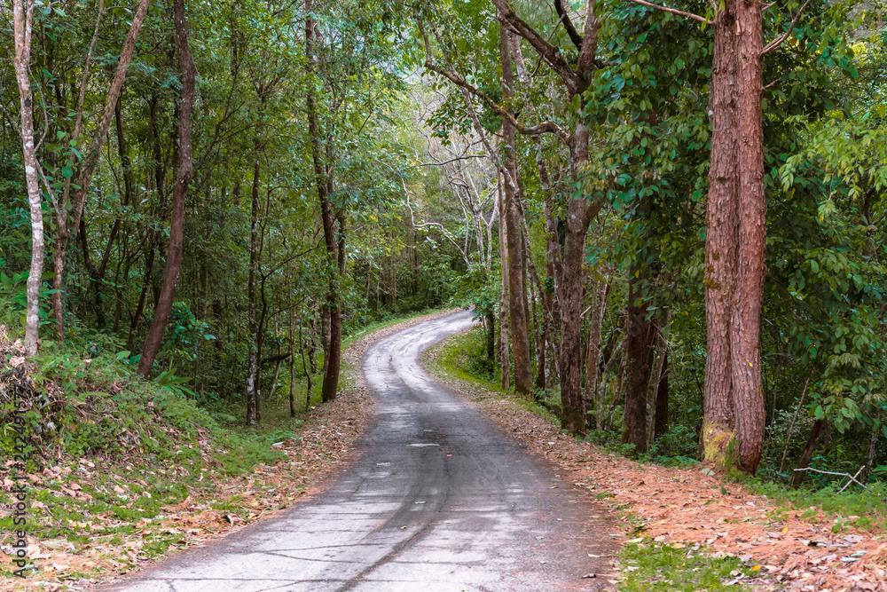 the country road through the forest on the mountain. the country road through the forest on the mountain.