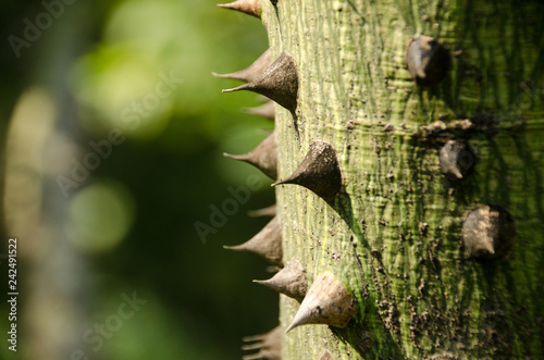 Spiny bark of kapok tree. Thorn tree of Bombax ceiba closeup sharp thorn at tree