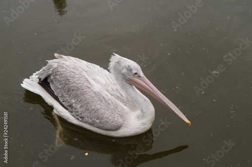 Pelican