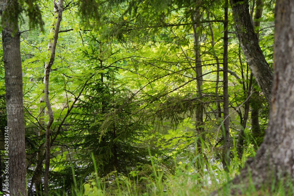 Obraz premium trees in the forest