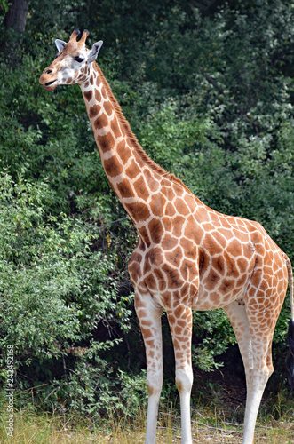 Full female giraffe with open mouth, big black eyes, white ears, long brown and black nobs on head, chestnut spots, and creamy underbelly standing against a thick forest background.