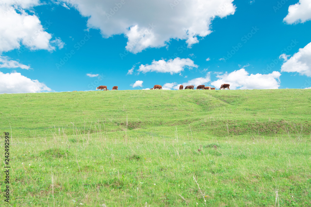 Fototapeta premium cows graze in the spring meadow against the sky