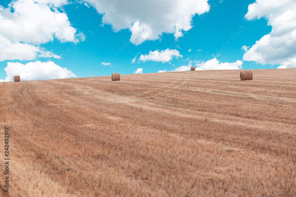 Fototapeta premium Rolled bale of hay in field against the sky with clouds