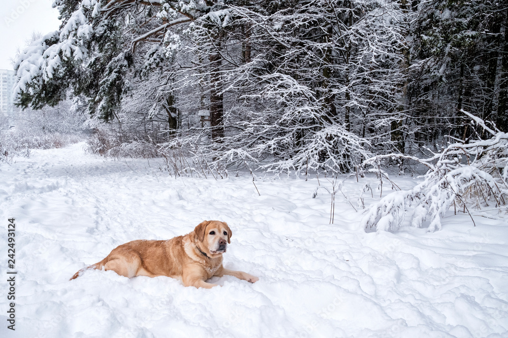 Red dog in the winter forest on the snow. Freezing day.