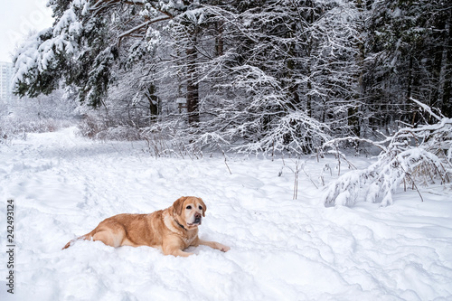 Fototapeta Naklejka Na Ścianę i Meble -  Red dog in the winter forest on the snow. Freezing day.