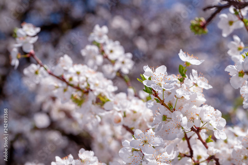 spring flowers cherry on branches of a cherry tree