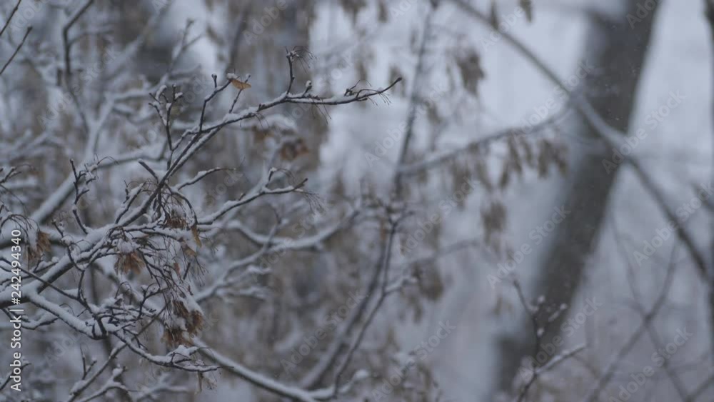 Heavy snowfall in city. Snow Falls On Branches Of Trees In The City. Heavy snowfall in city. Snow Falls On Branches Of Trees In The City.