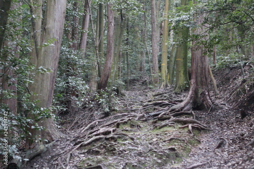  tree in the forest