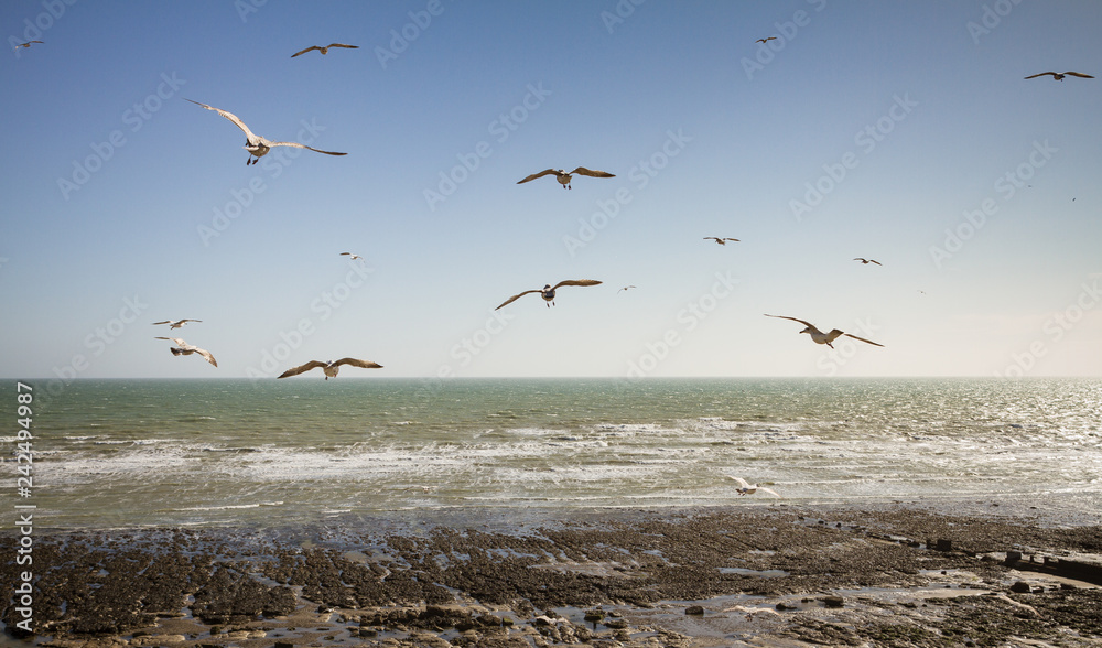 Gliding gulls at Ovingdean Beach, East Sussex, UK