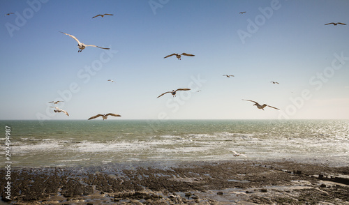 Gliding gulls at Ovingdean Beach  East Sussex  UK