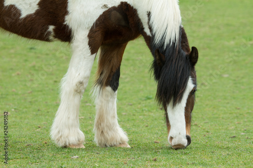 Grazing Horse, Ovingdean, East Sussex, UK © electricpark-photo