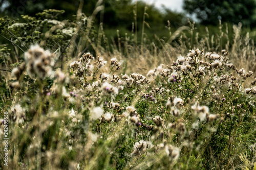 Wild Flowers in field