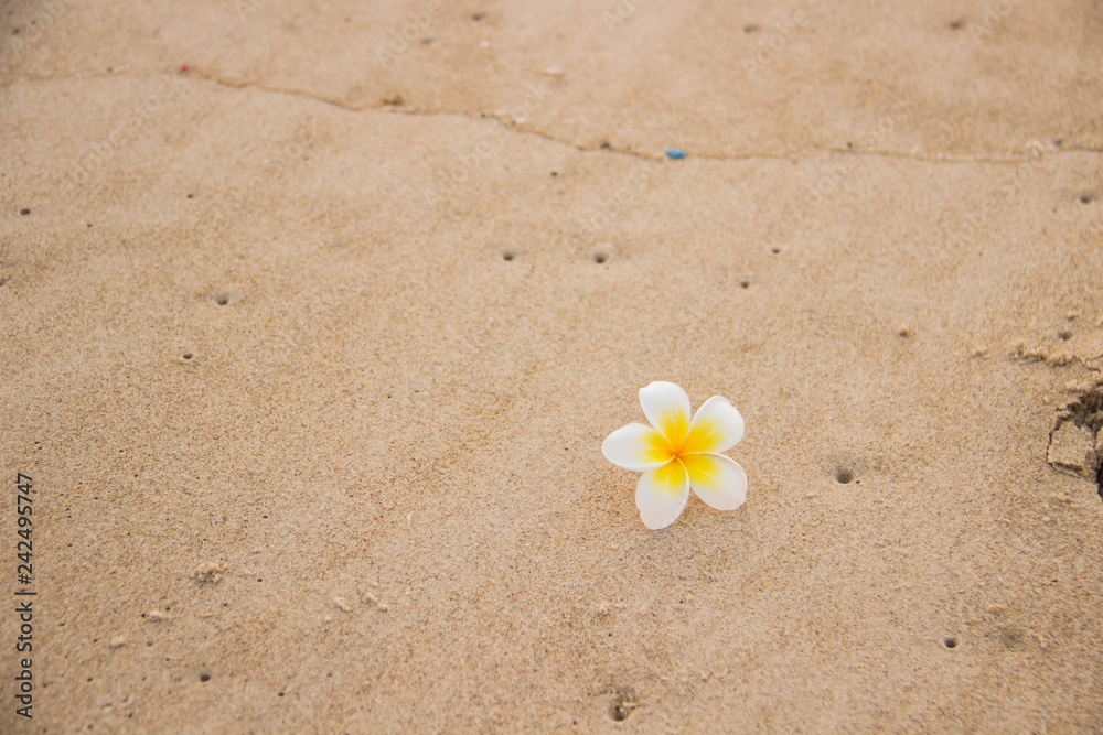 Seashells and flower on the sand overlooking the sea Seashells and flower on the sand overlooking the sea