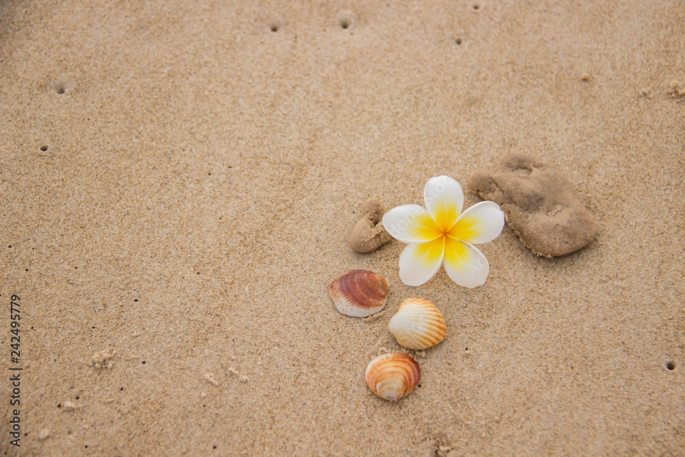 Seashells and flower on the sand overlooking the sea Seashells and flower on the sand overlooking the sea