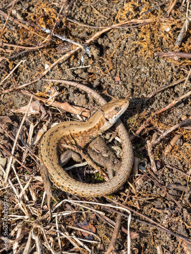 Common lizard (Lacerta Zootoca vivipara) stationary on grass bank