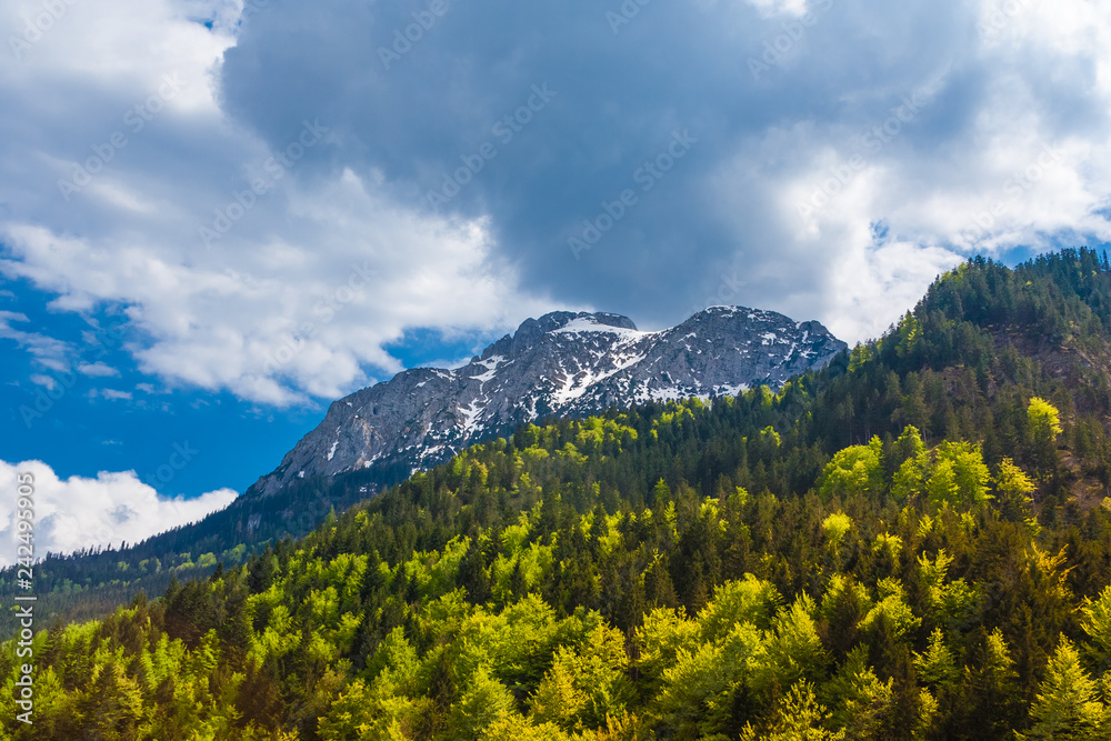 Lovely panoramic tree top view of the forest and the snow-capped mountain tops of the Alps in the background near the mountain stream Pöllat in Schwangau, Bavaria, Germany.