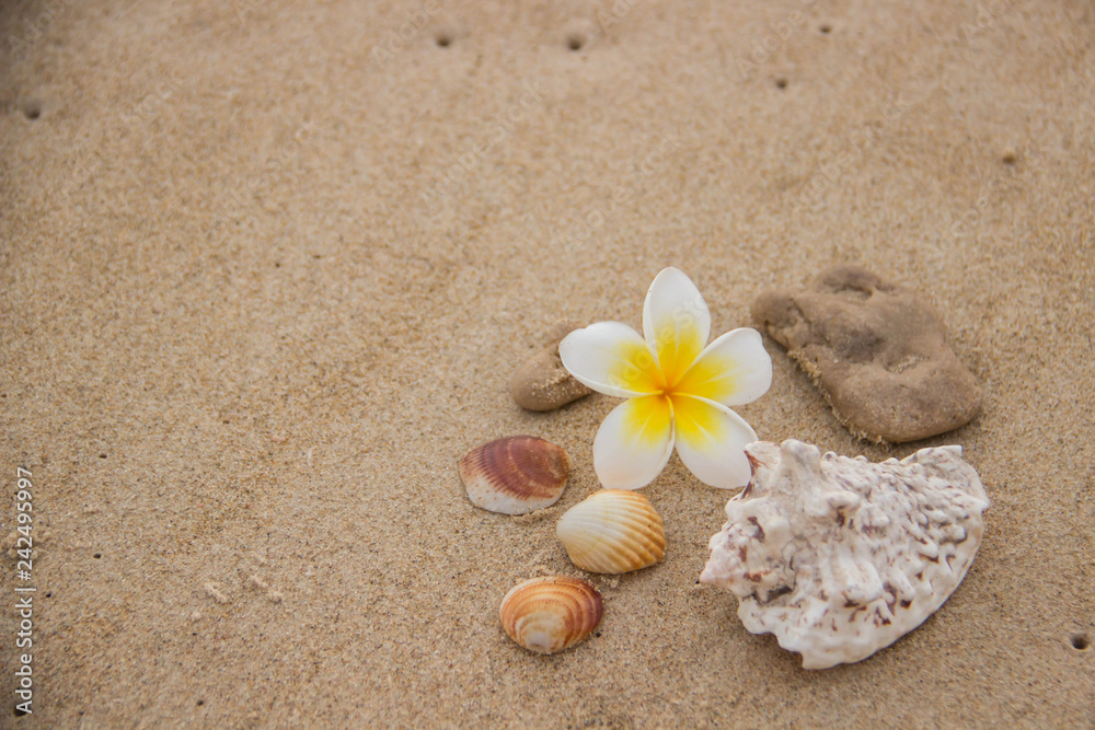 Seashells and flower on the sand overlooking the sea Seashells and flower on the sand overlooking the sea