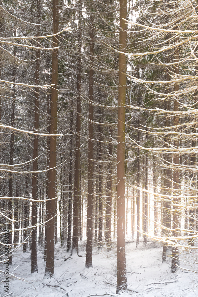Fototapeta premium Winter forest