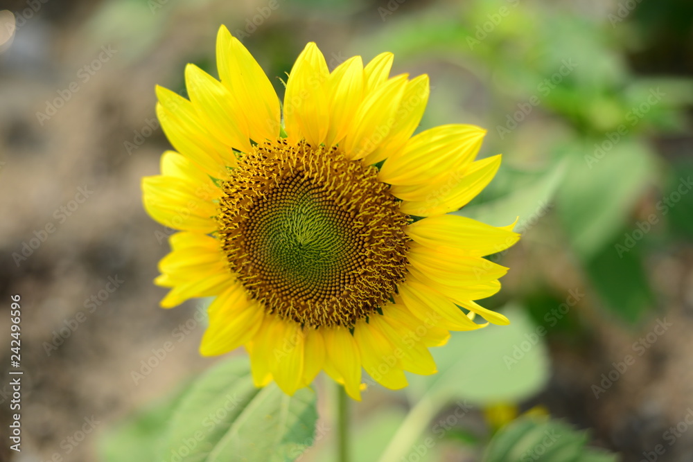 Close up beautiful Sun Flower with small bee Close up beautiful Sun Flower with small bee