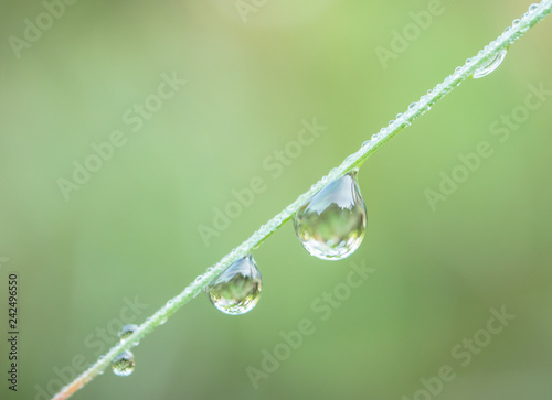 Drops of water on the leaves.