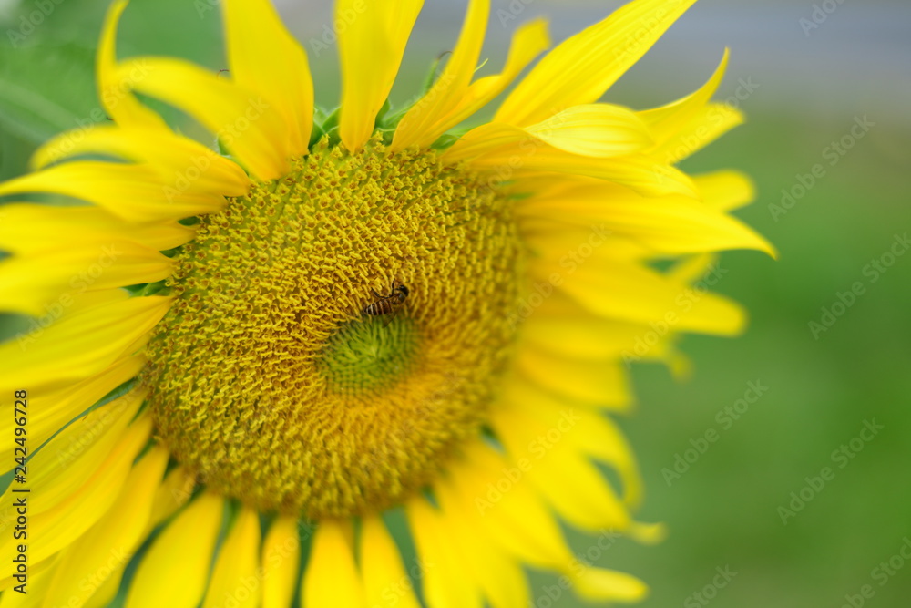 Close up beautiful Sun Flower with small bee Close up beautiful Sun Flower with small bee