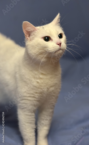 white albino cat photo