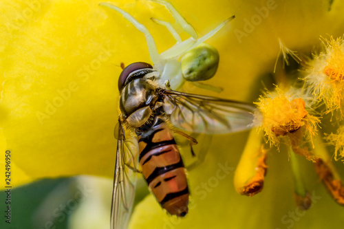 A small white spider caught a fly on an orange flower and sucks the contents out of it on a summer day. photo