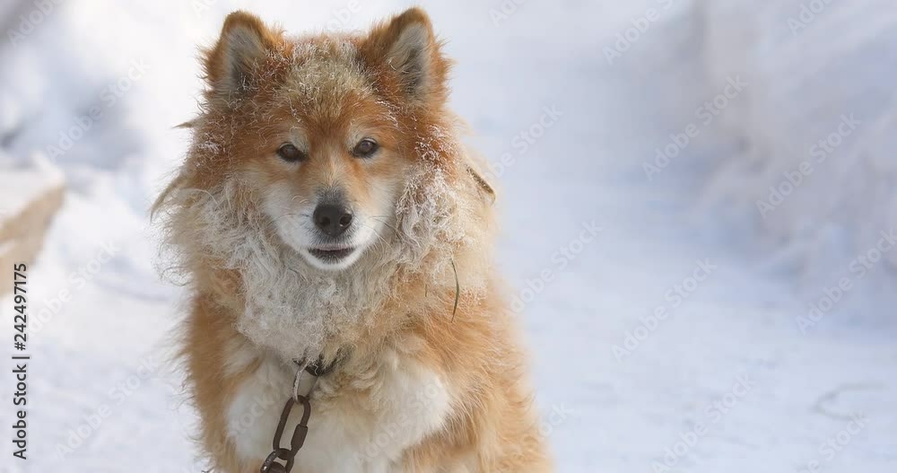 Portrait of fluffy red chained dog outdoors in winter on snow looking Portrait of fluffy red chained dog outdoors in winter on snow looking