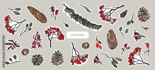 Vector illustration. Pen sketch with watercolor style background . Nature elements, forest treasures. Leaves, ash branches, pine cone, rose hips. Stickers design set.