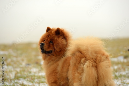 Winterfest. Fuchs farbener Chow Chow auf winterlicher Wiese.