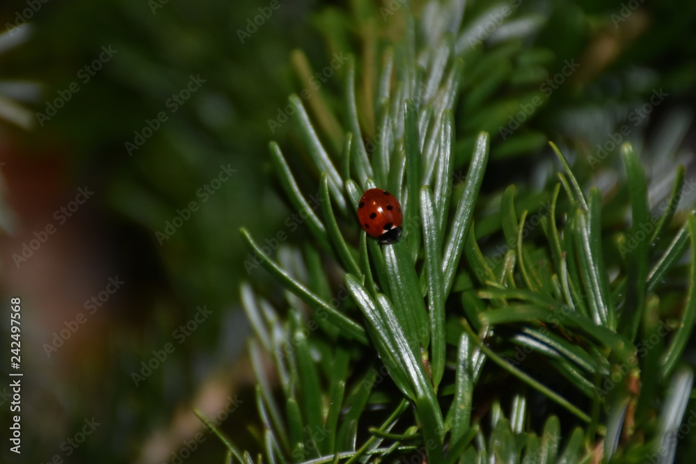 Obraz premium Boże Narodzenie, choinka, jodła, gałąź, igły, biedronka, chrząszcz, pełzanie, mucha, orientacja, zimowanie, ciepło, ciepło, wakacje, drzewo, drzewo iglaste