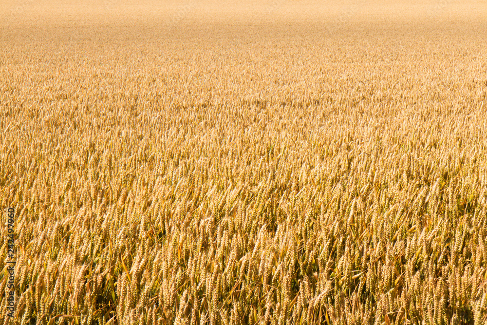 Wheat Field in Wilmington, East Sussex, UK Wheat Field in Wilmington, East Sussex, UK