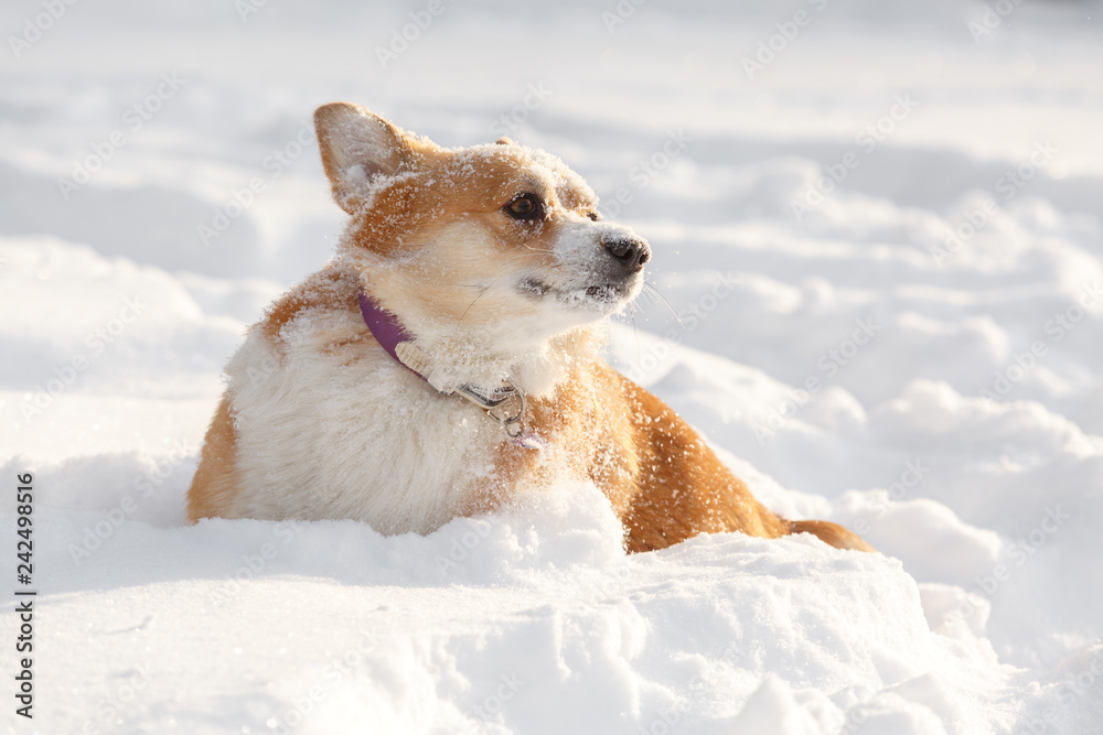 Dog Welsh Corgi cardigan in the winter in the snow Dog Welsh Corgi cardigan in the winter in the snow