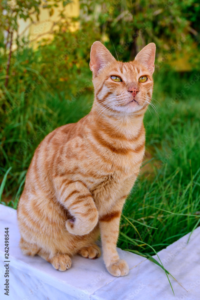 Red striped cat outdoors. Greece, Crete. Red striped cat outdoors. Greece, Crete.