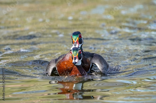 Canvas Print Wood Duck Drake Double