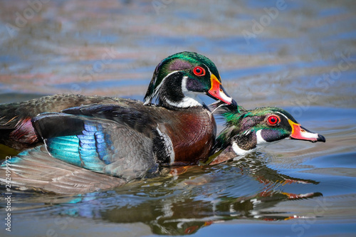 Wood Duck Drakes