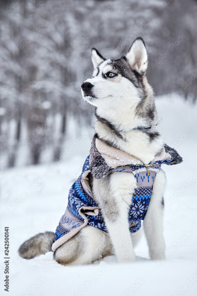Husky dog siting on the snow ..Emotional shot. Winter.