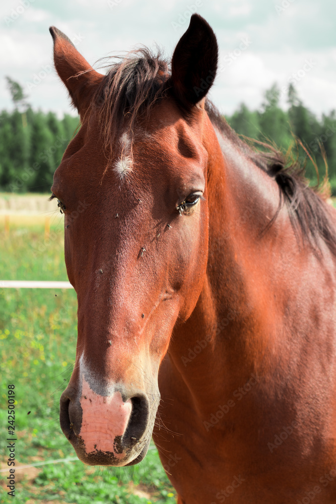Fototapeta premium horse close up