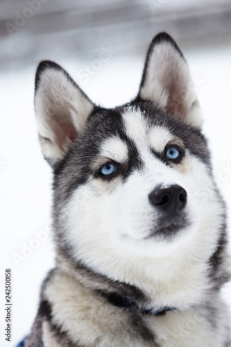 Siberian husky dog closeup portrait.Puppy.Emotion of dog.Looking serious