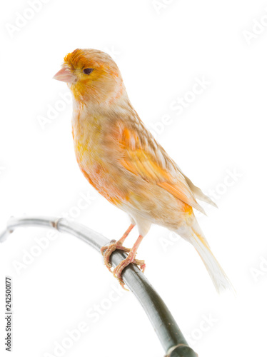 canary isolated