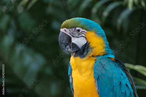 The parrot looking.